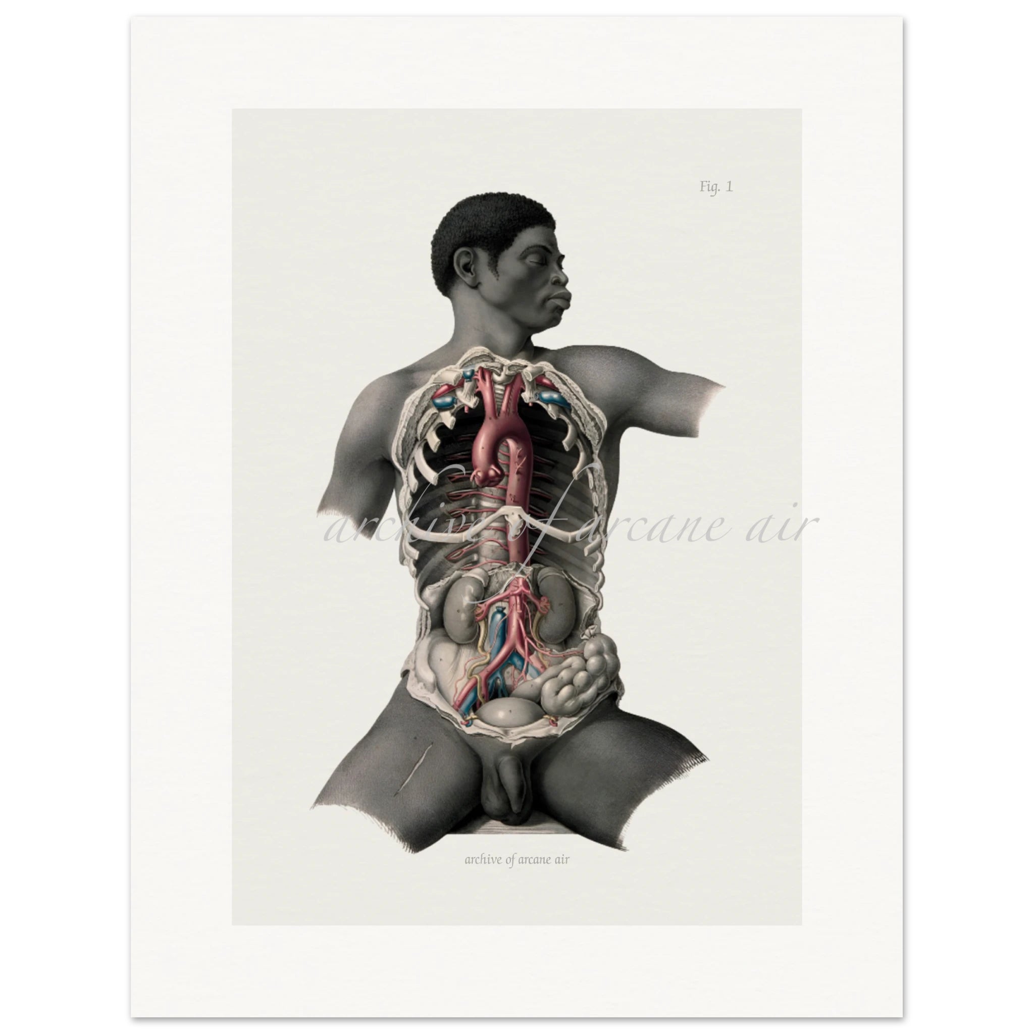 Masculum Anatomia · Figure 1 | Anatomical Print, 1851
