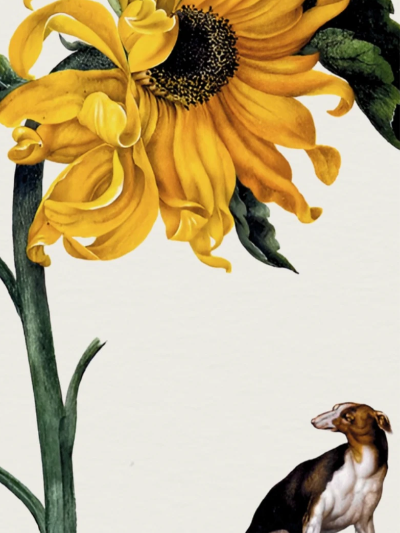 Common Sunflower & Greyhound – Alexander Marshal, c. 1650 | Botanical Print