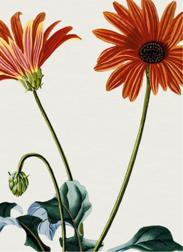 African Daisy – Georg Dionysius Ehret, 1808 | Botanical Print