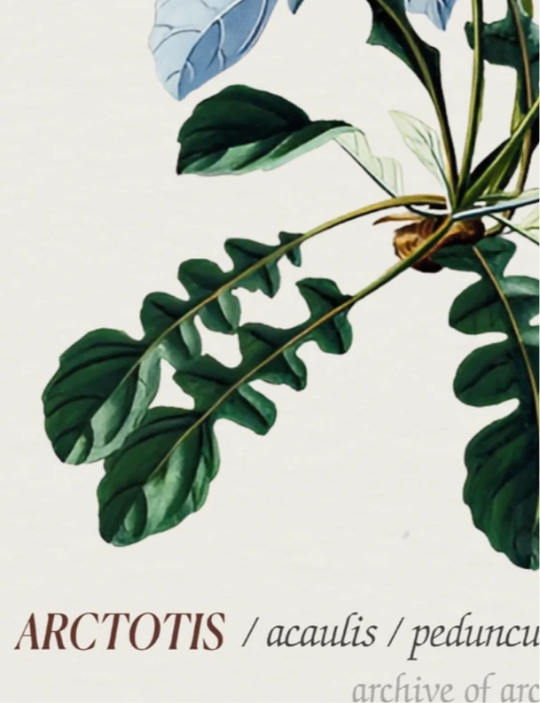 African Daisy – Georg Dionysius Ehret, 1808 | Botanical Print