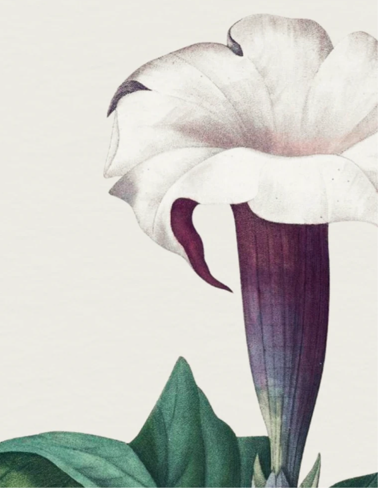 Thom Apple – P.J. Redouté, c. 1833 | Botanical Print