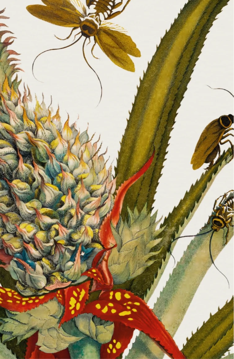 Pineapple with Cockroaches – Maria Sibylla Merian, 1705 | Botanical Print