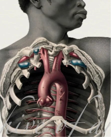 Masculum Anatomia · Figure 1 | Anatomical Print, 1851