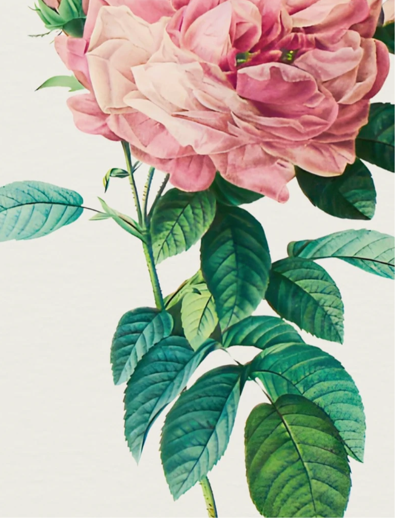 Provence Rose – P.J. Redoute, c. 1820 | Botanical Print