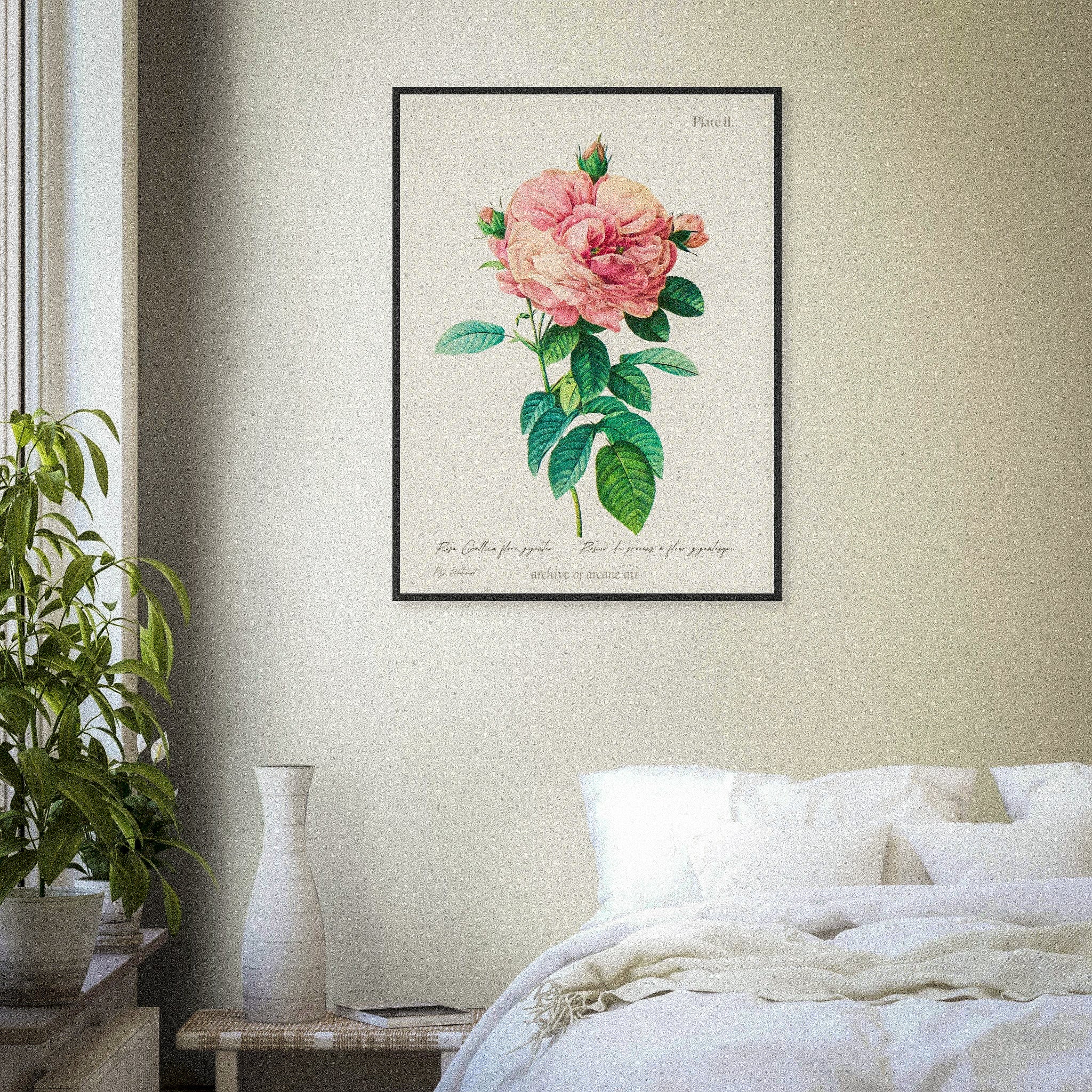 Selected Florilegium: Plate II