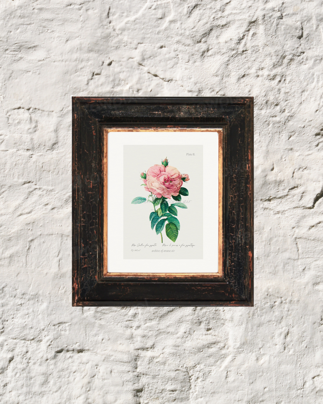 Provence Rose – P.J. Redoute, c. 1820 | Botanical Print