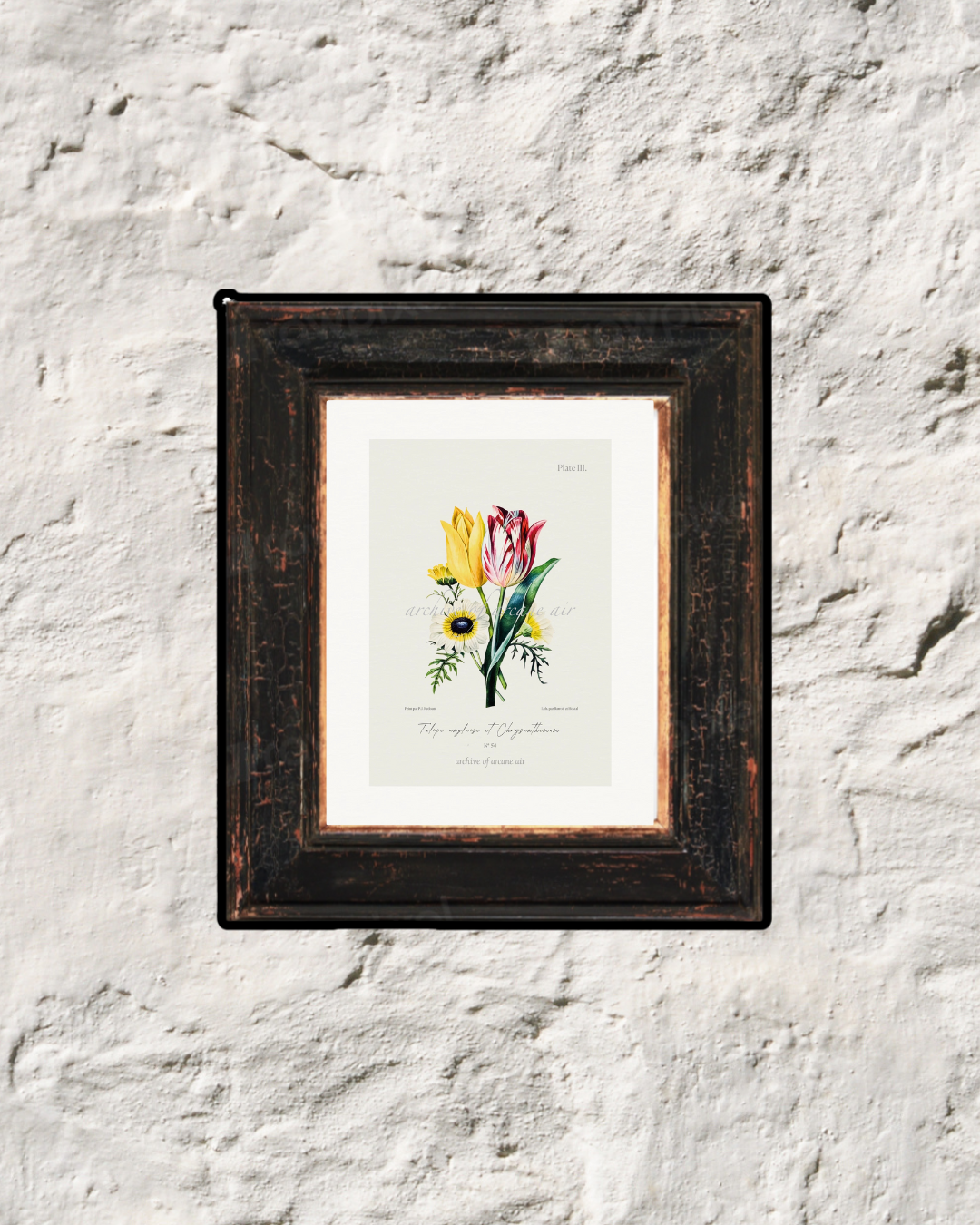 English Tulip & Chrysanthemum – P.J. Redoute, 1835 | Botanical Print