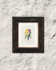 English Tulip & Chrysanthemum – P.J. Redoute, 1835 | Botanical Print