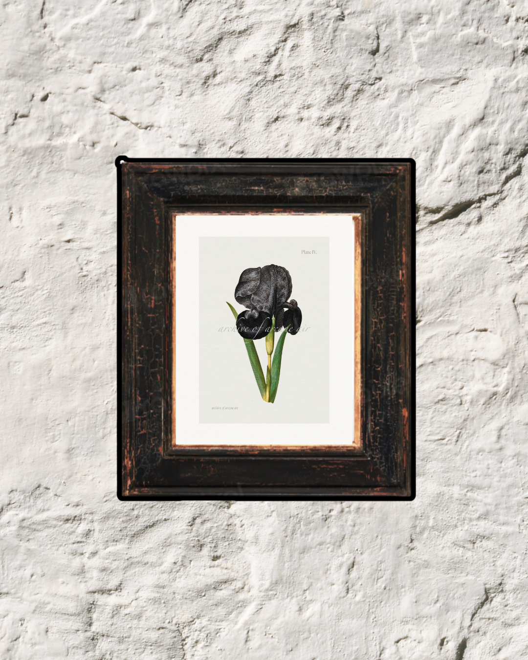 Mourning Iris – Maria Sibylla Merian, c. 1700 | Botanical Print
