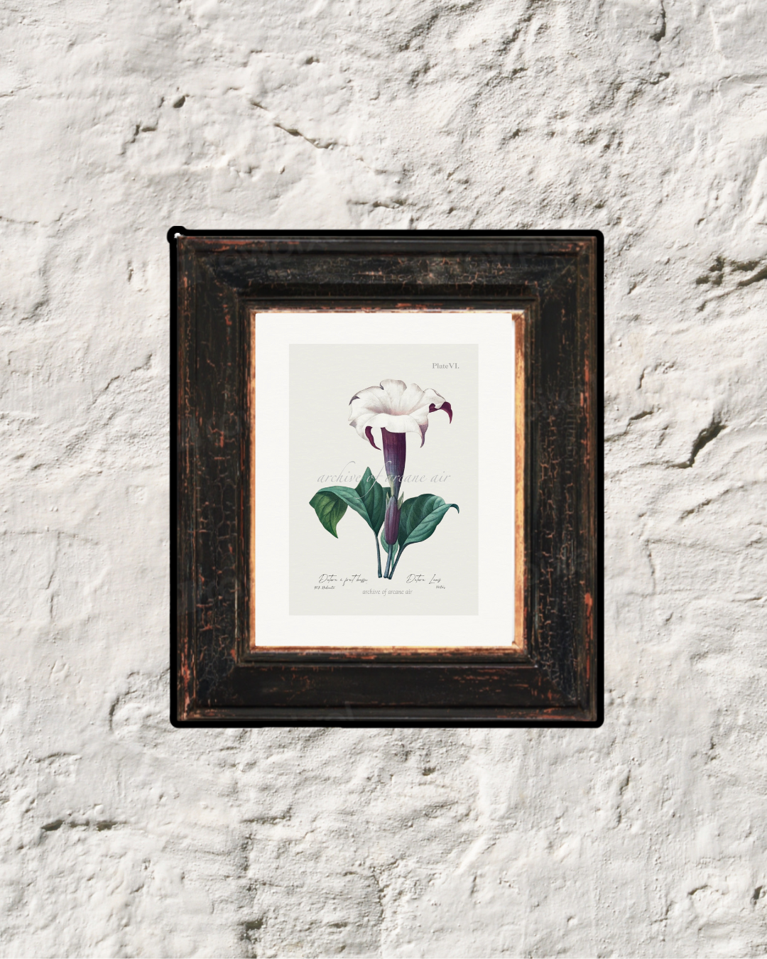 Thom Apple – P.J. Redouté, c. 1833 | Botanical Print
