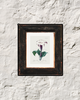 Thom Apple – P.J. Redouté, c. 1833 | Botanical Print