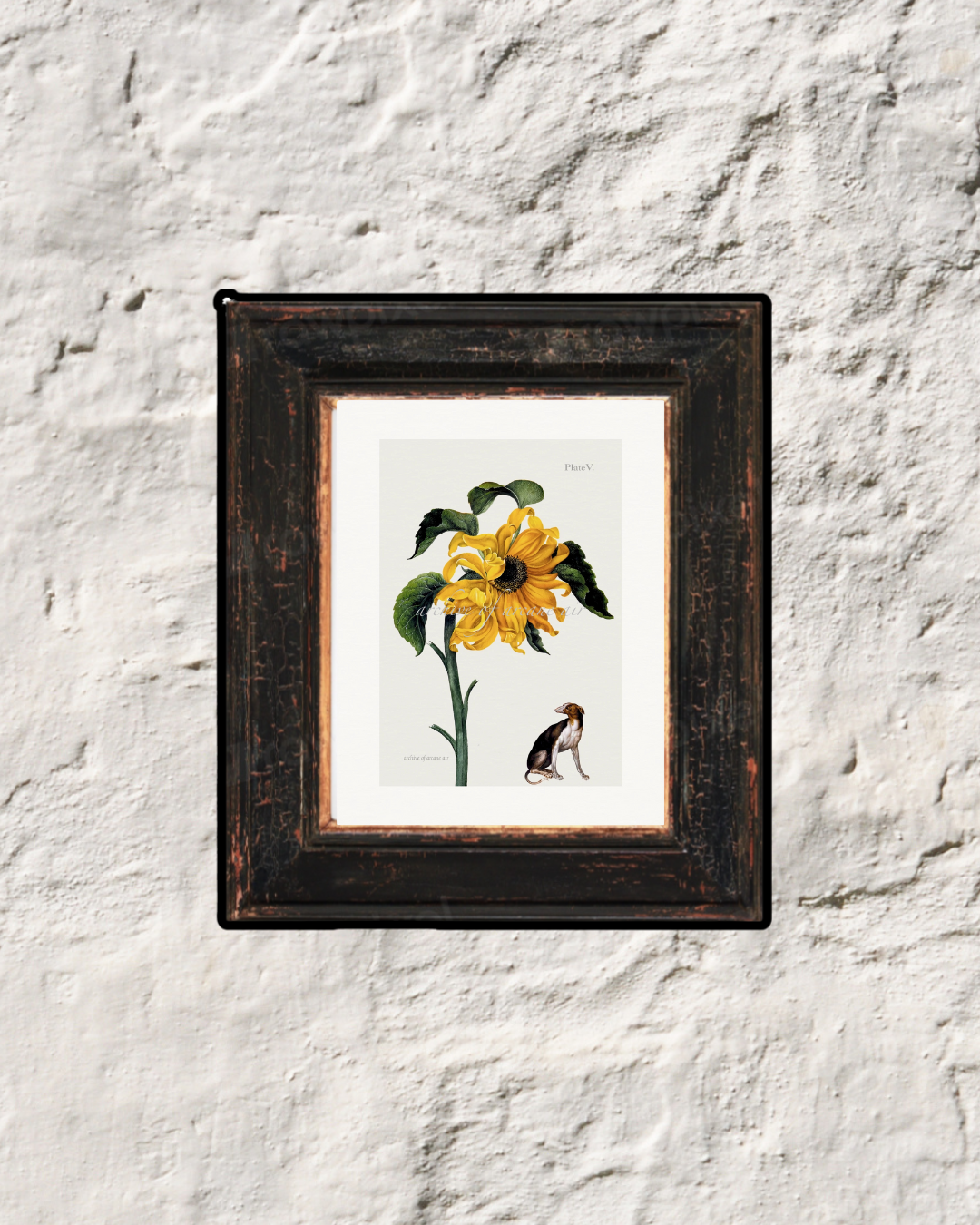 Common Sunflower & Greyhound – Alexander Marshal, c. 1650 | Botanical Print