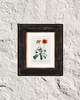 African Daisy – Georg Dionysius Ehret, 1808 | Botanical Print