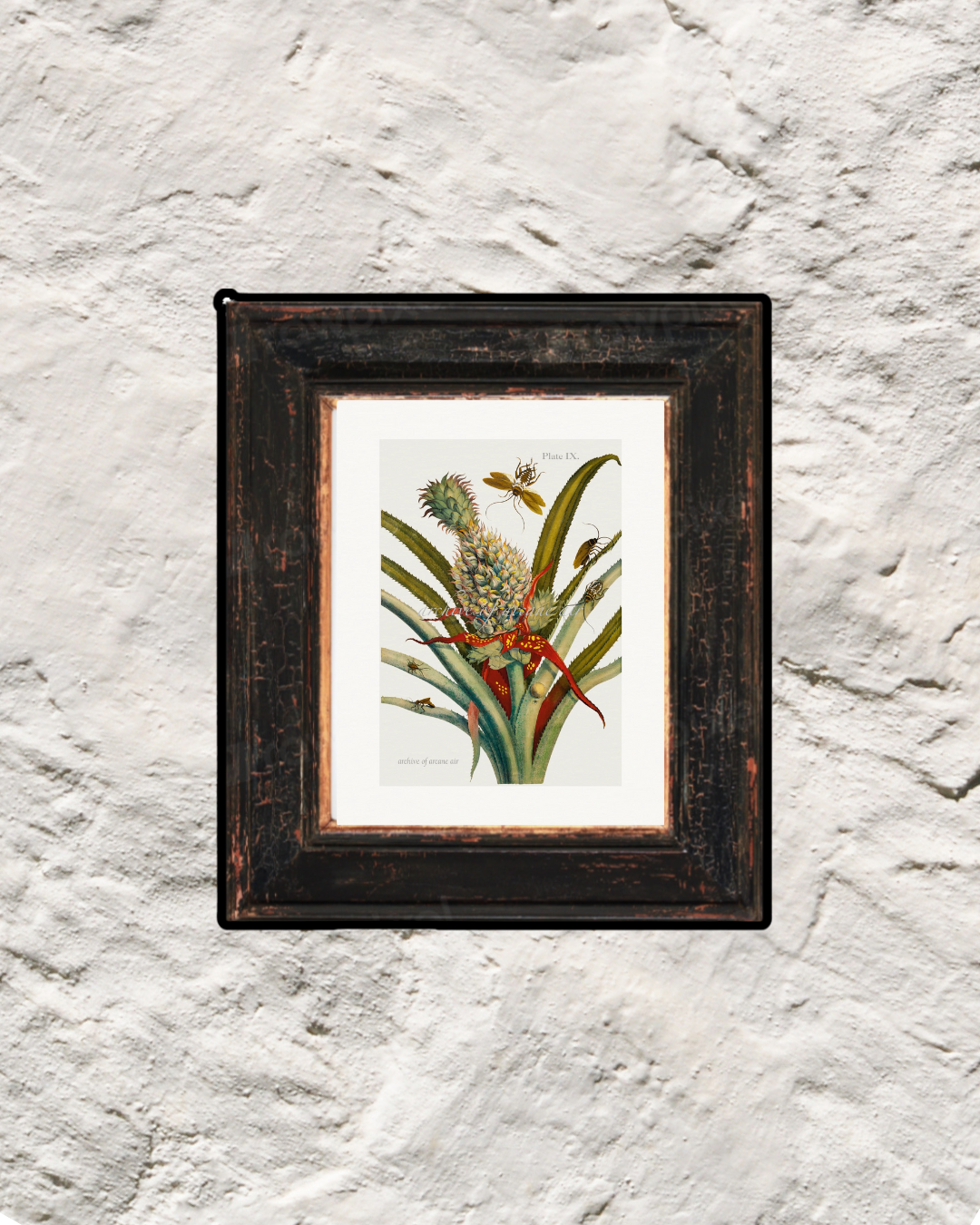 Pineapple with Cockroaches – Maria Sibylla Merian, 1705 | Botanical Print