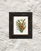 Pineapple with Cockroaches – Maria Sibylla Merian, 1705 | Botanical Print